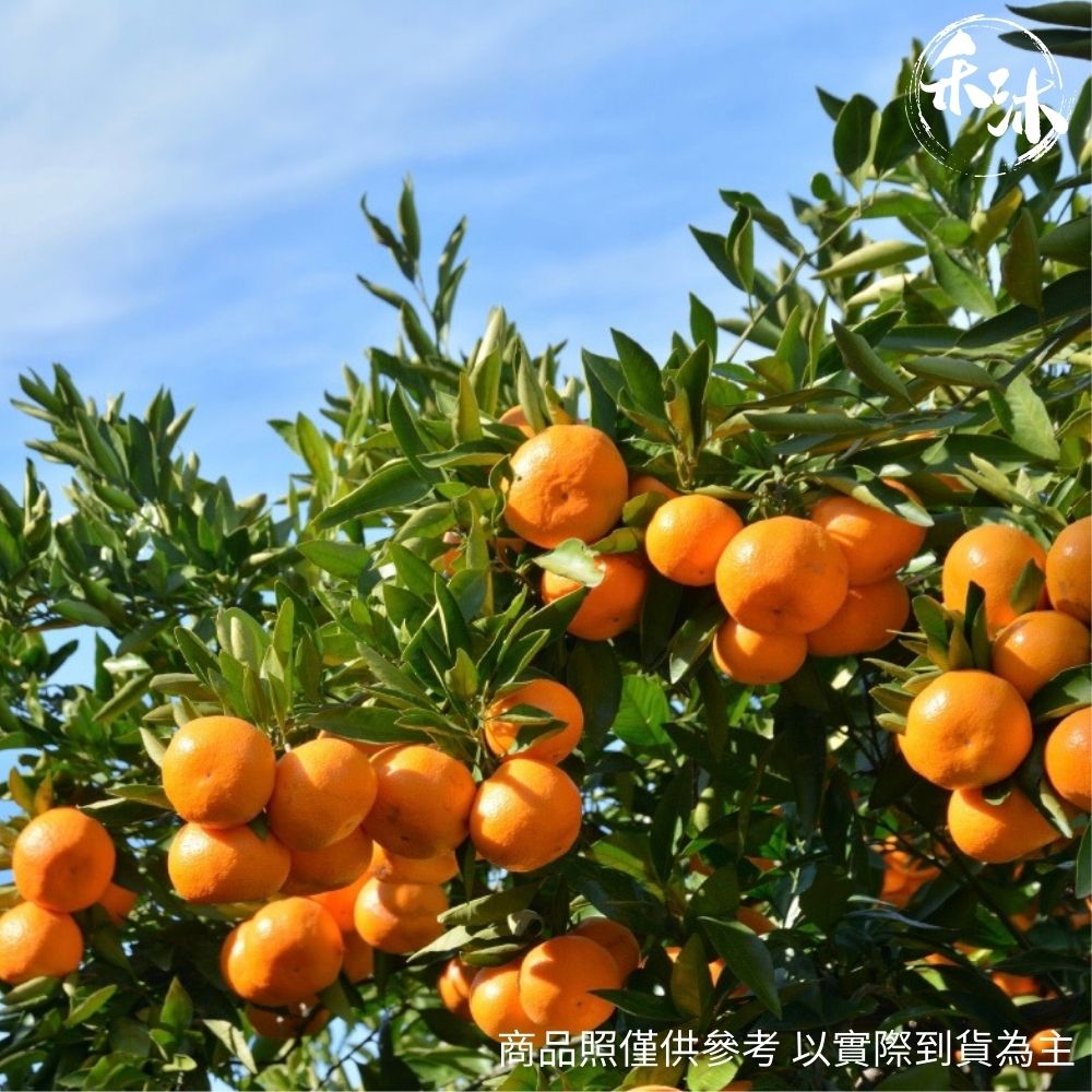 網紅媒合平台｜ 禾沐 日本蘋果蜜柑年節禮盒｜ HoWu好物